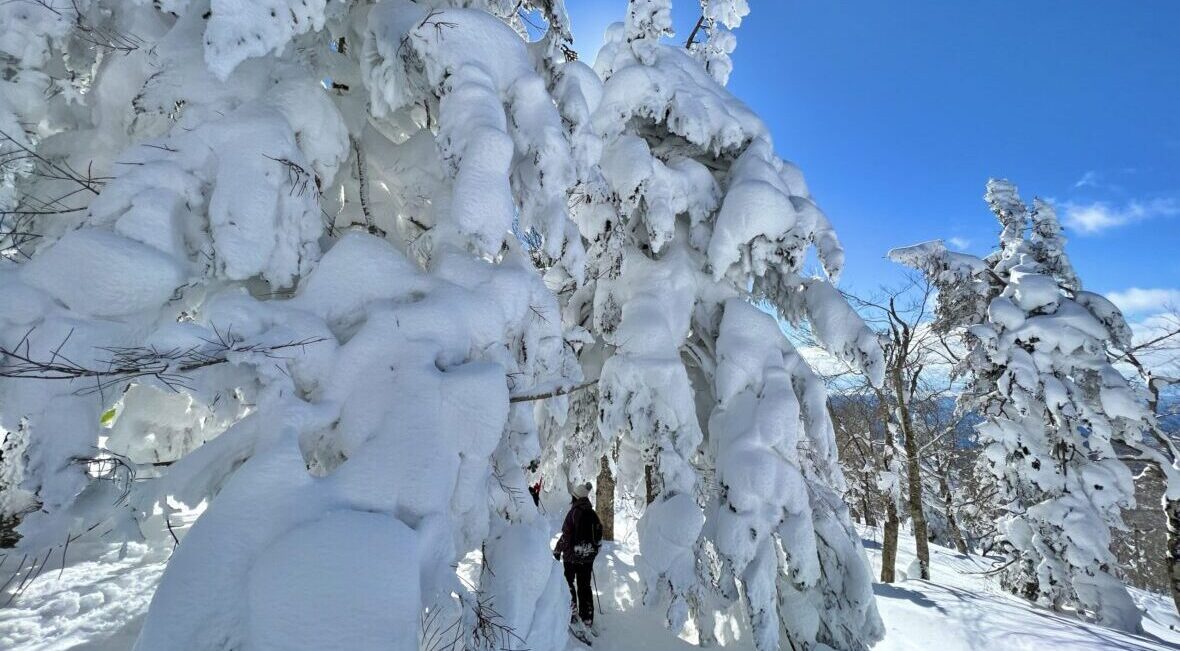 樹氷原が広がるふかふかの新雪の絨毯の上を歩く人