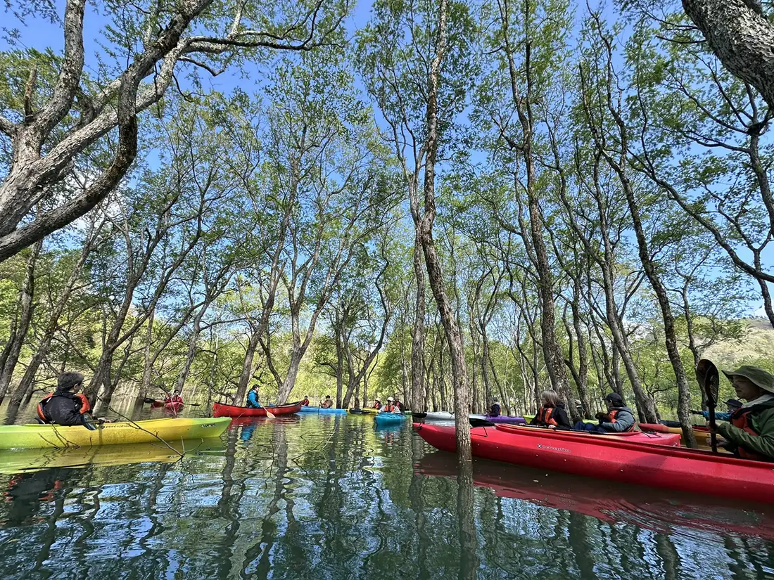 Canoes among willow trees standing in the clear water of Lake Shirakawa