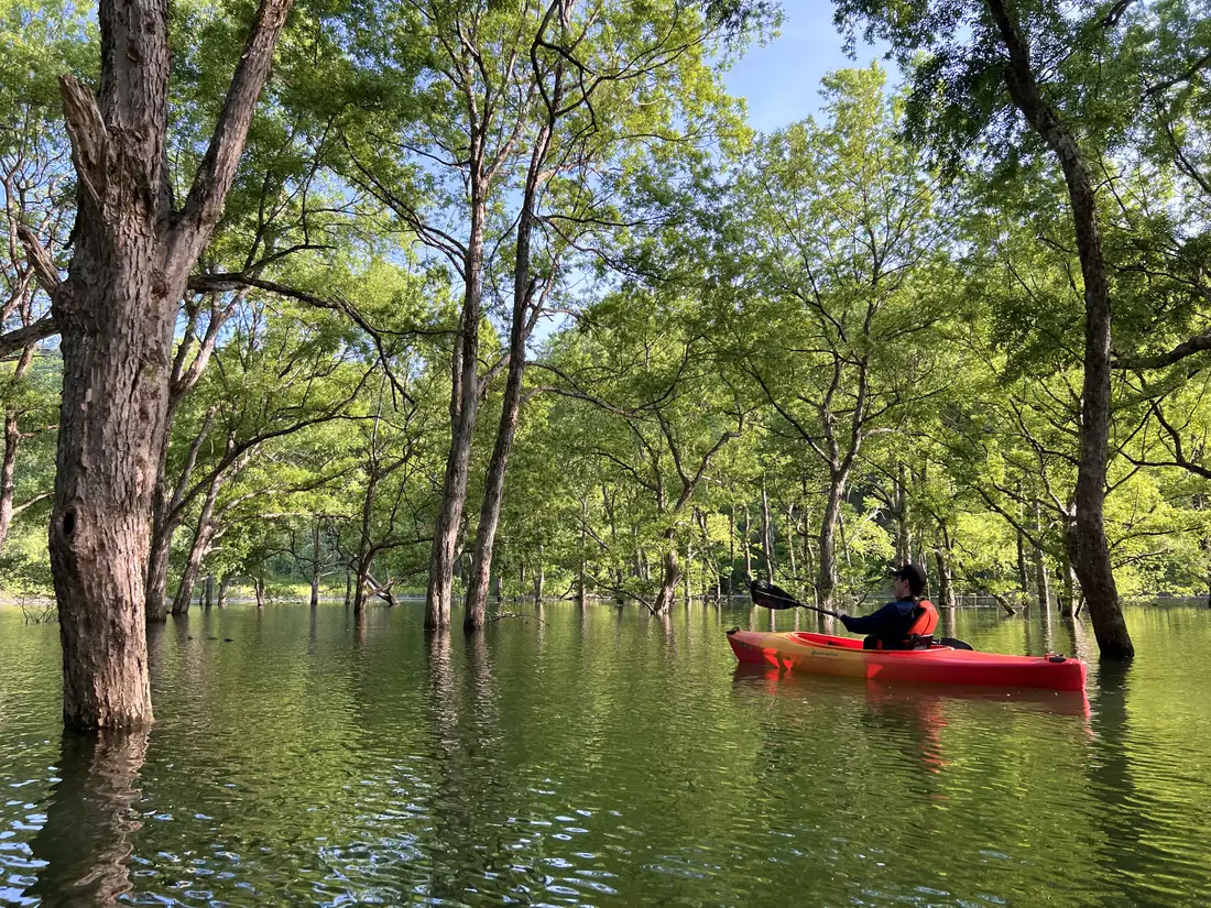 Watch: paddling the submerged forest