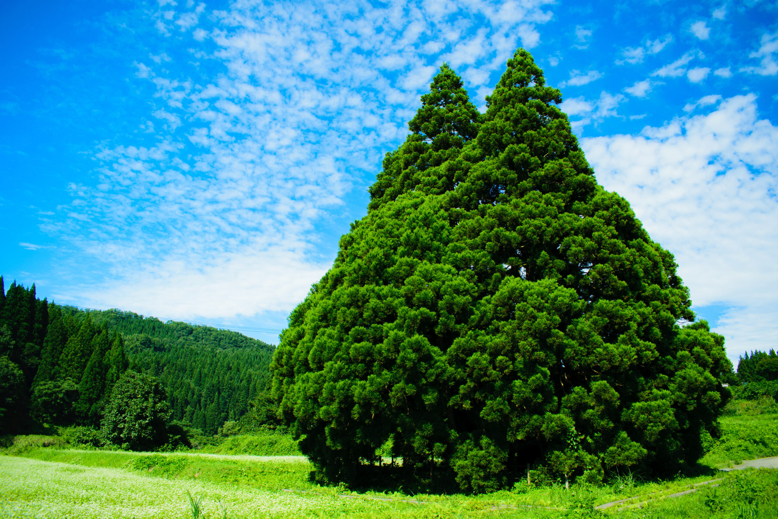小杉地区にある大杉ということから、「小杉の大杉」という愛称で村民に御神木として親しまれてきたトトロに似た大杉