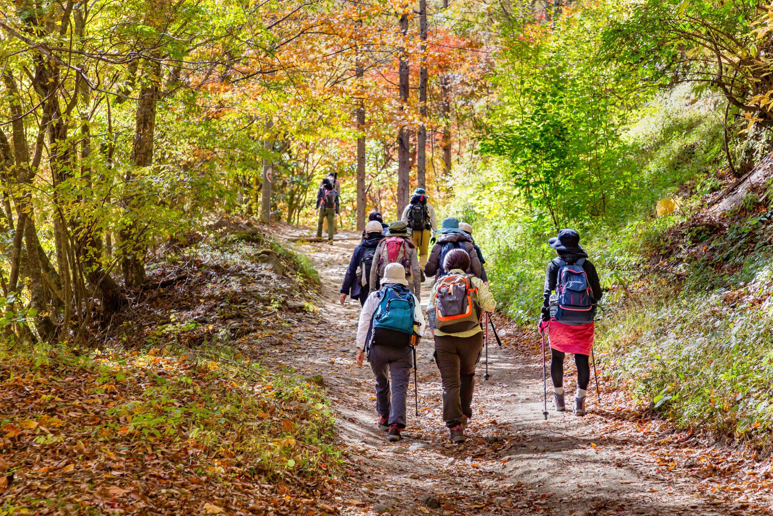 鮮やかな紅葉の登山道、森林セラピー基地「温身平」を散策