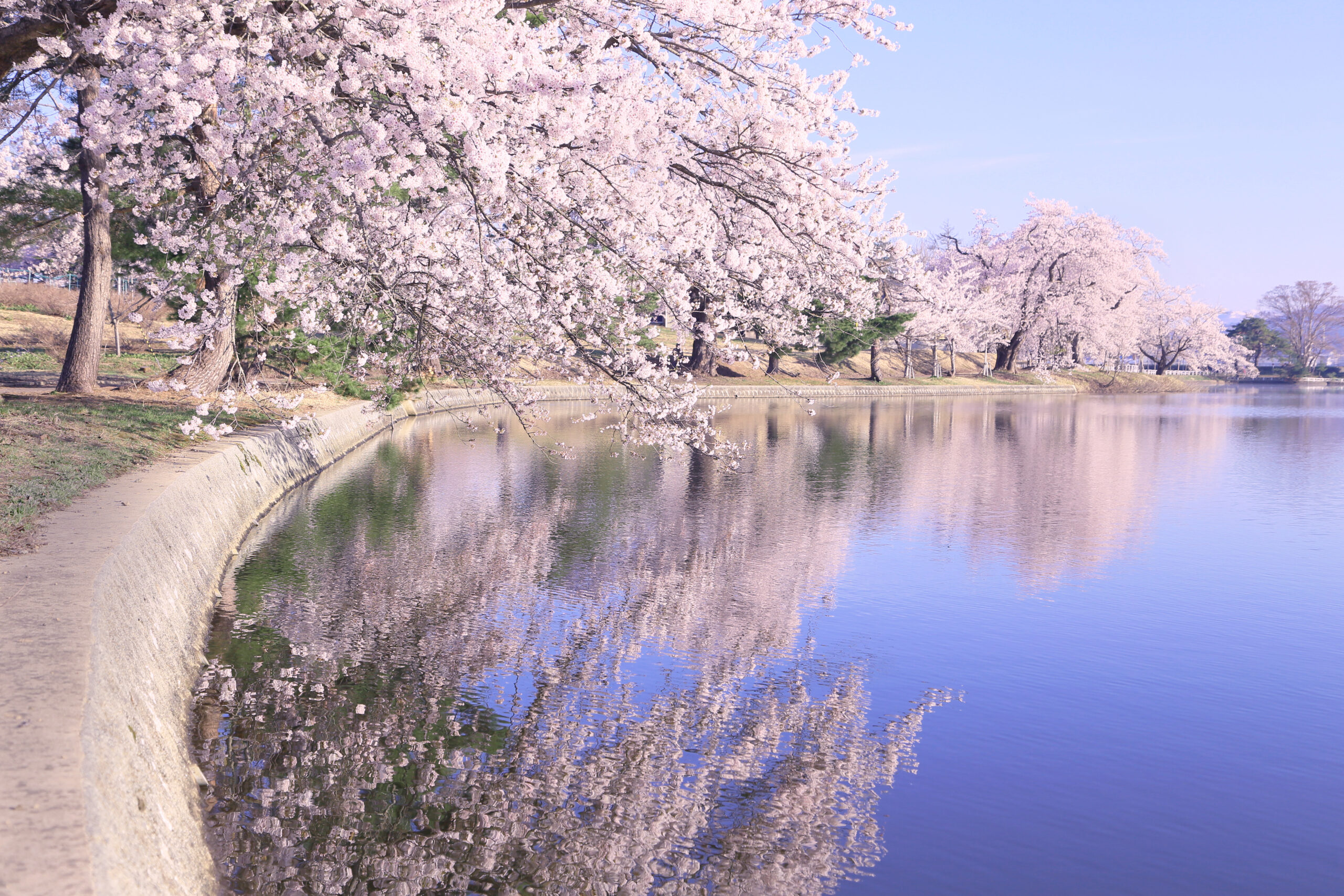 春には湖畔の桜が咲き誇りきれいな桜並木が湖面に写し出される徳良湖